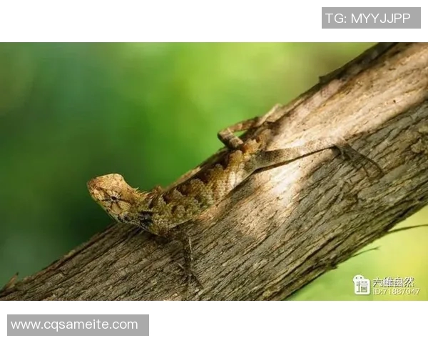 足球场上的咬人事件回顾哪位明星球员因咬人而声名显赫